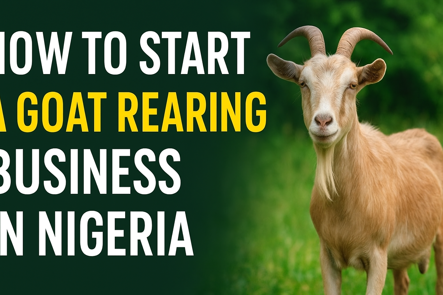 How to Start Goat Rearing Business in Nigeria (2025 Guide to Profitable Goat Farming)